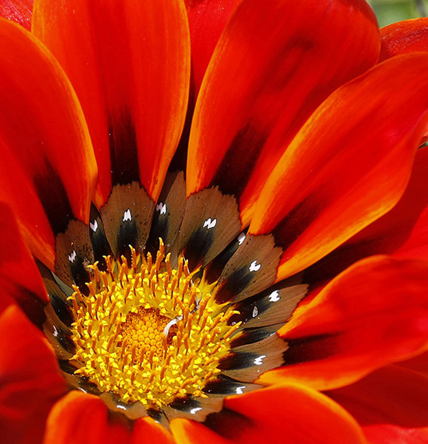 Red Gazania | Shutterbug